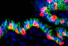 Вчені перетворили клітини шлунка на інсулінові: новий багатообіцяючий метод лікування діабету 1 типу