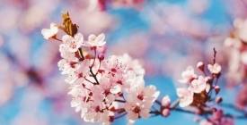 Контроль діабету навесні: 6 порад від редакції  «Мій Цукровий»