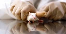 Крок до лікування діабету 1 типу: вчені вилікували ЦД1 у мишей без «вимкнення» імунітету