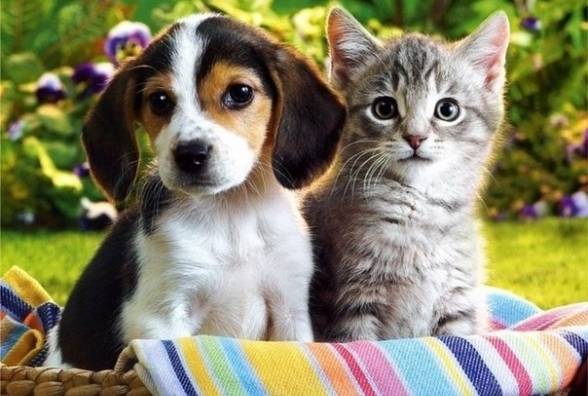 Диабет у котов и собак - симптомы, уход и лечение - изображение