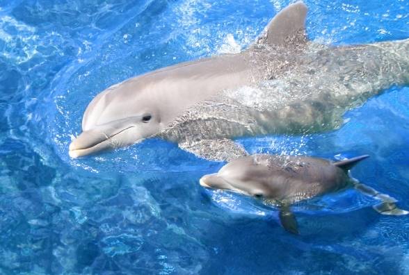 Генетический ключ к лечению диабета помогут разгадать дельфины - изображение