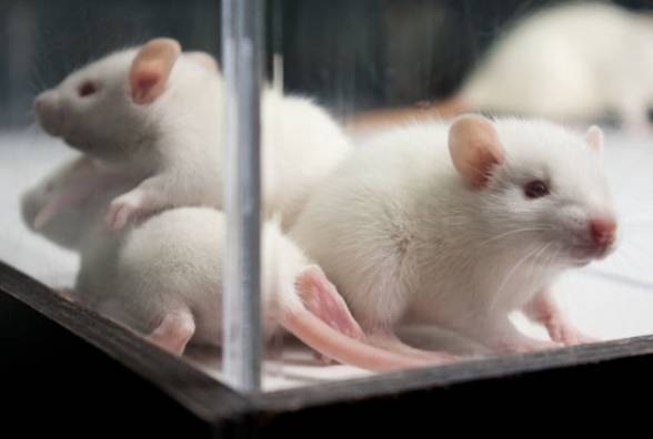 Мышей вылечили от диабета клетками, выращенными в крысах! Люди на очереди? - изображение