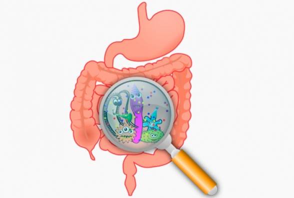 Как кишечные бактерии влияют на развитие сахарного диабета - изображение