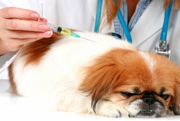 Как лечить диабет у собак - изображение