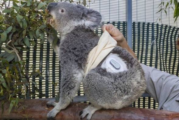 Даже у коалы есть Dexcom! Читаем с завистью о счастливой зверюшке с диабетом - изображение
