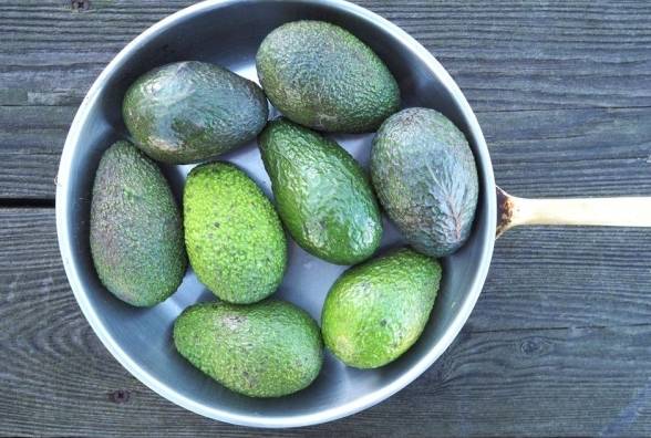 6 простых и здоровых рецептов из авокадо при диабете - изображение