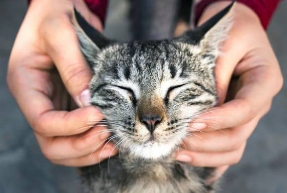 Перший пероральний препарат від діабету для котів отримав схвалення FDA - изображение