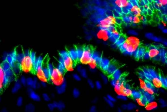 Вчені перетворили клітини шлунка на інсулінові: новий багатообіцяючий метод лікування діабету 1 типу - изображение
