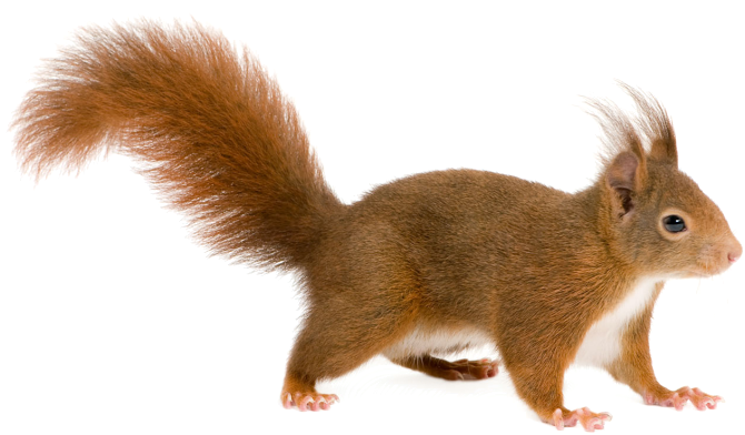 Хорошее настроение - отправляемся в лес! - 2 изображение