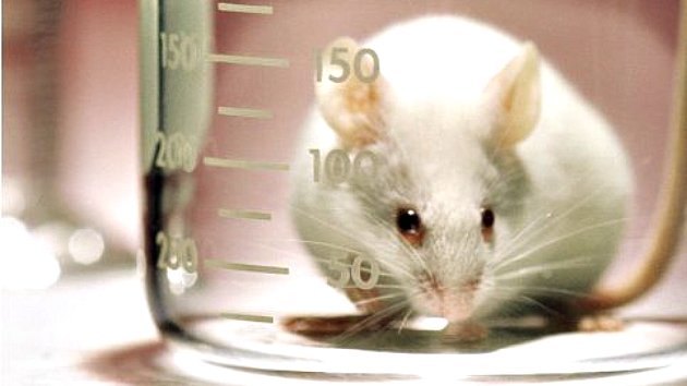 Исследование! Диабет влияет на поведение людей! - 2 фото Исследование! Диабет влияет на поведение людей! - 2 изображение