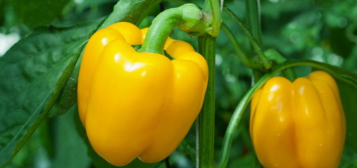 25 овощей с минимальным содержанием углеводов (продолжение) - 3 фото 25 овощей с минимальным содержанием углеводов (продолжение) - 3 изображение