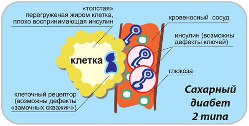 Инсулин и диабет 2 типа: немного о главном - 2 изображение