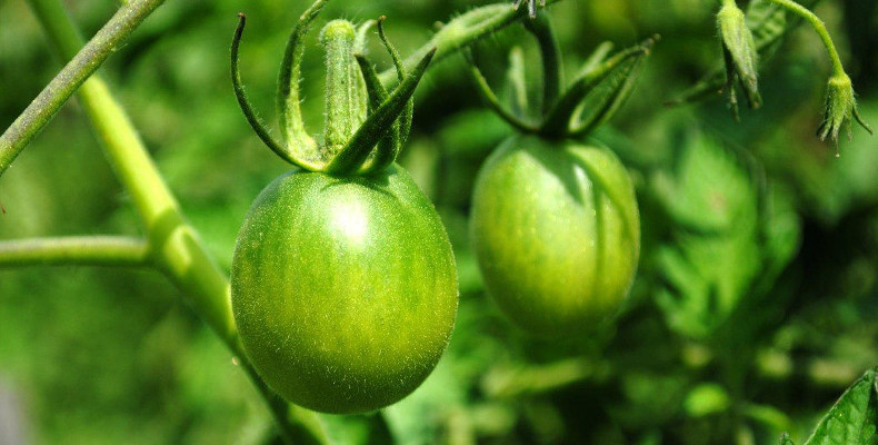 Топ-12 ядовитых продуктов: чем опасны лосось, помидоры и картошка? - 3 фото Топ-12 ядовитых продуктов: чем опасны лосось, помидоры и картошка? - 3 изображение