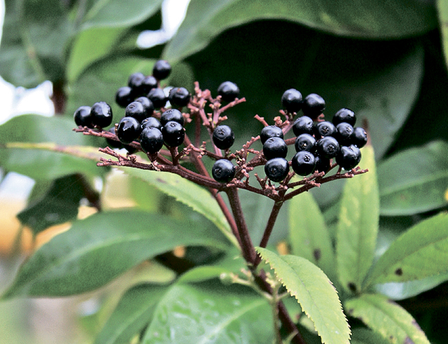 Топ-12 ядовитых продуктов: чем опасны лосось, помидоры и картошка? - 7 фото Топ-12 ядовитых продуктов: чем опасны лосось, помидоры и картошка? - 7 изображение