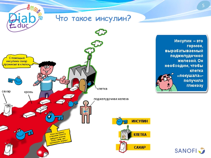 Что такое диабет 1 типа: обучающая презентация для детей от Junior DiabEduc - 5 изображение