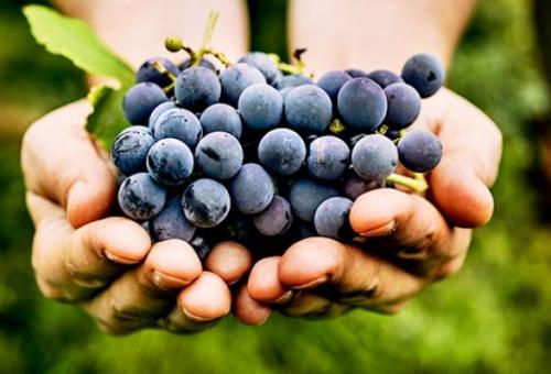 Фрукты и ягоды: самые сахарные и самые полезные варианты для людей с диабетом - 3 фото Фрукты и ягоды: самые сахарные и самые полезные варианты для людей с диабетом - 3 изображение