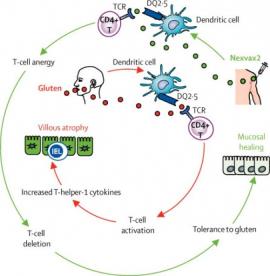 ImmusanT разрабатывает вакцину от диабета 1 типа на основе лекарства от целиакии - 2 фото ImmusanT разрабатывает вакцину от диабета 1 типа на основе лекарства от целиакии - 2 изображение