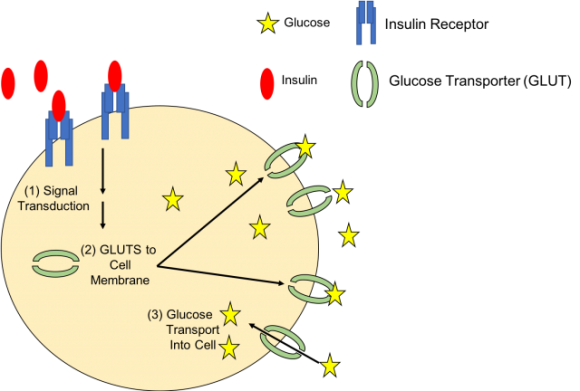 Что такое инсулин: от А до Я - 2 фото Что такое инсулин: от А до Я - 2 изображение