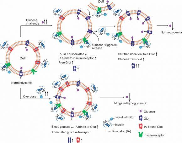I-insulin - умный инсулин, который препятствует развитию гипогликемии - 2 фото I-insulin - умный инсулин, который препятствует развитию гипогликемии - 2 изображение