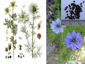 Масло черного тмина.  Чудодейственные свойства и польза для людей с диабетом - 2 изображение