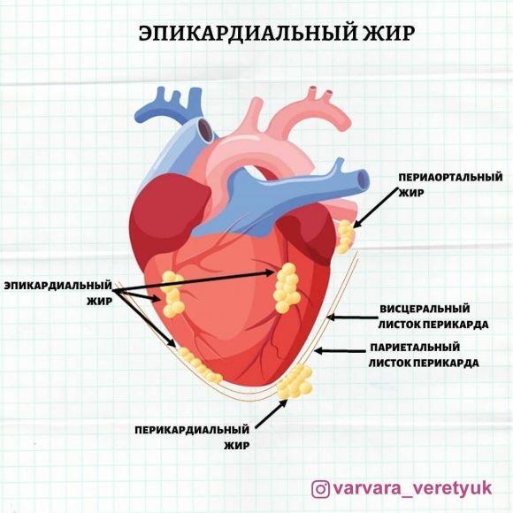 Жир вокруг сердца - 3 фото Жир вокруг сердца - 3 изображение