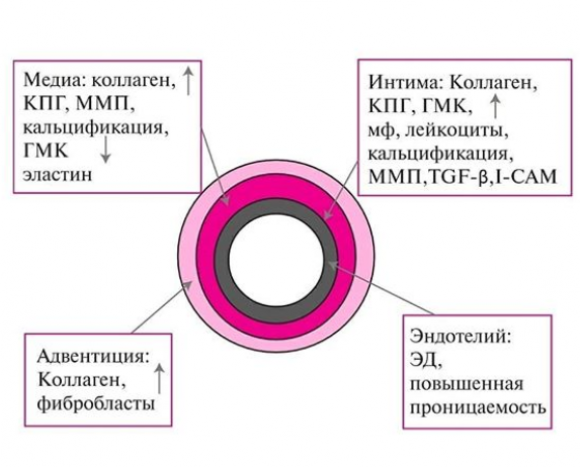 Сосудистый возраст — отражение настоящего возраста вашего организма - 2 фото Сосудистый возраст — отражение настоящего возраста вашего организма - 2 изображение