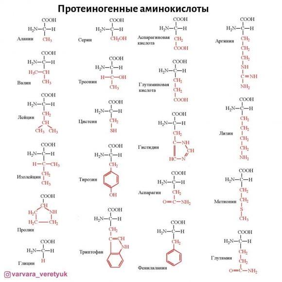 Белок как основа жизни и источник энергии - 3 изображение