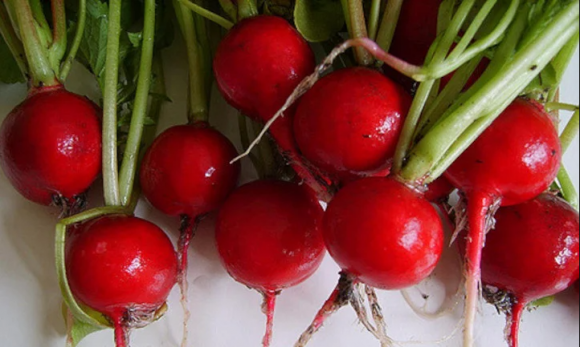 Овочі при діабеті: РЕДИС - 2 фото Овочі при діабеті: РЕДИС - 2 изображение
