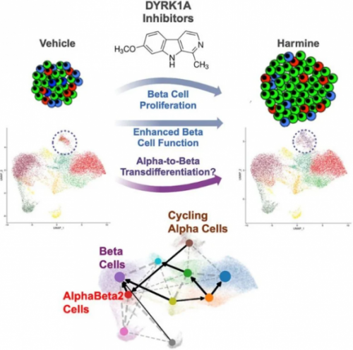 На крок ближче до зцілення: проривні ліки дарують надію мільйонам людей з діабетом - 2 фото На крок ближче до зцілення: проривні ліки дарують надію мільйонам людей з діабетом - 2 изображение