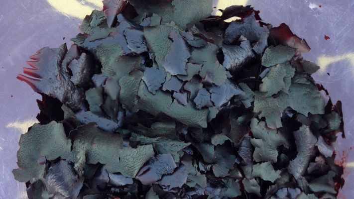 Бурые водоросли. Израиль - 3 фото Бурые водоросли. Израиль - 3 изображение