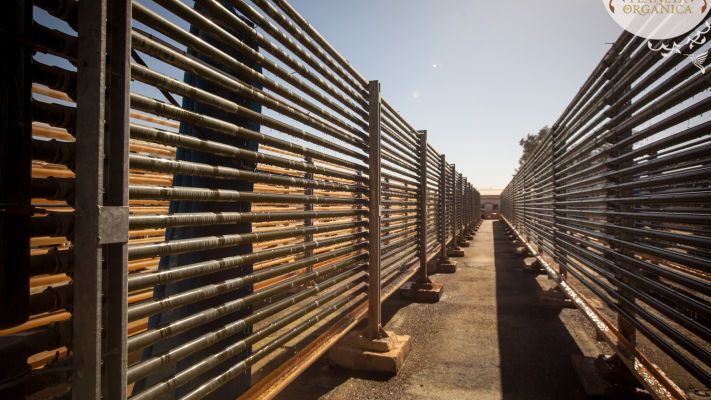 Бурые водоросли. Израиль - 2 фото Бурые водоросли. Израиль - 2 изображение