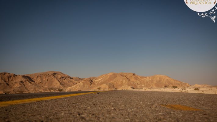 Бурые водоросли. Израиль - фото Бурые водоросли. Израиль - изображение