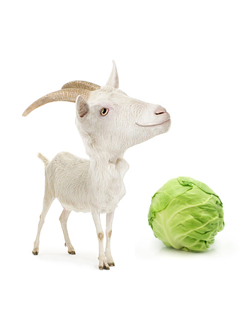 Овощи при диабете: морковь - 4 изображение