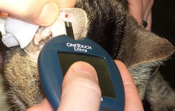 Скрининг диабета у домашних животных - 2 изображение