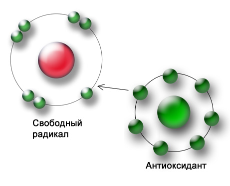 Зачем нам антиоксиданты ? - изображение