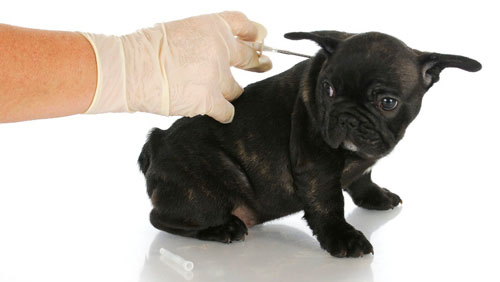 В поиске причин развития диабета у собак - 2 изображение