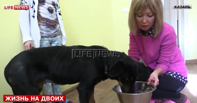 Один инсулин на двоих - история девушки и бездомной собаки - 2 изображение