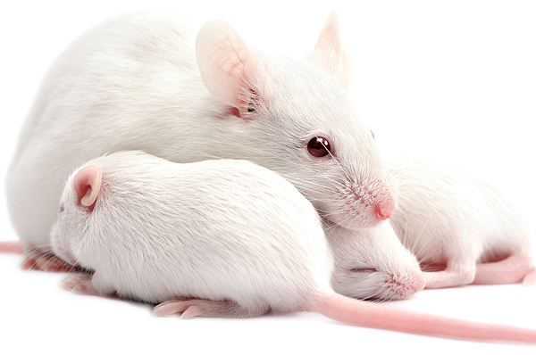 Йо-йо-диета может стать ключом к излечению диабета: исследование - 2 изображение