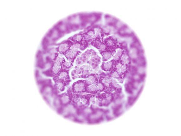 T1D: Необитаемые островки. Всё, что вы хотели знать о сахарном диабете 1 типа - 2 изображение