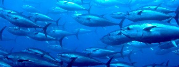 Добавки Омега-3 при диабете. Как правильно выбрать? - 2 изображение