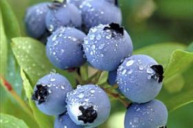 15 полезных ягод для людей с диабетом - 2 изображение