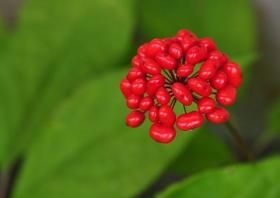 15 полезных ягод для людей с диабетом - 15 изображение