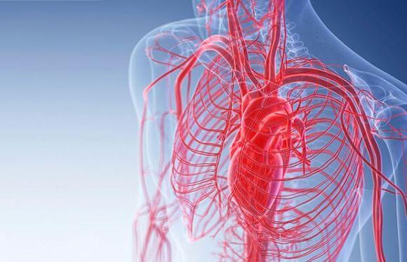 Сосудистый возраст — отражение настоящего возраста вашего организма - 4 изображение