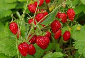 15 вкусных суперпродуктов при диабете 2 типа - 7 изображение