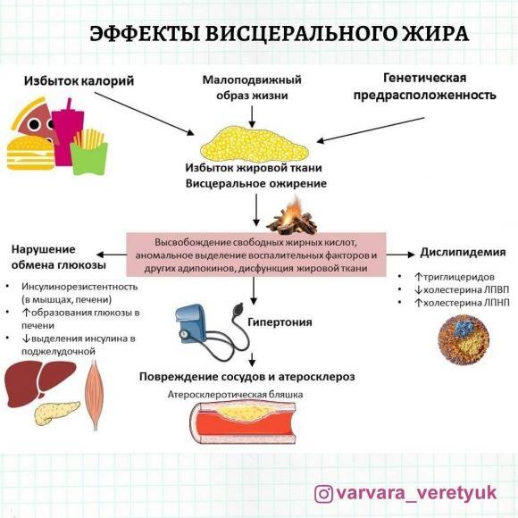 Жир вокруг сердца - 2 изображение