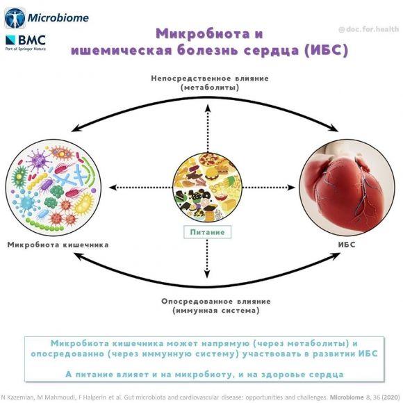 Диета — кишечник — сердце: как микробиота влияет на здоровье сердца - 2 изображение
