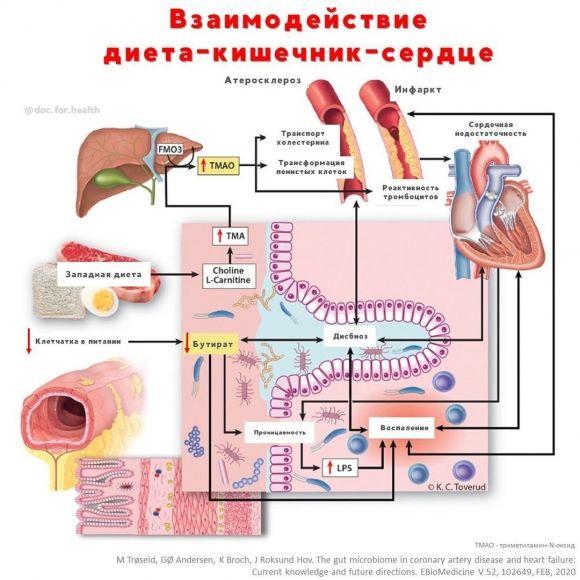 Диета — кишечник — сердце: как микробиота влияет на здоровье сердца - 5 изображение