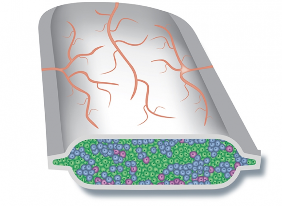 ViaCyte разрабатывает «функциональное лекарство от диабета» - 2 изображение