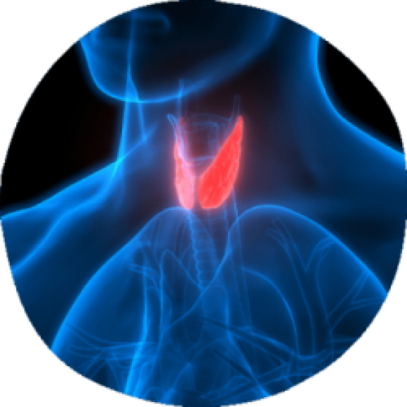 Зверніть увагу на щитоподібну залозу при діабеті - 2 изображение