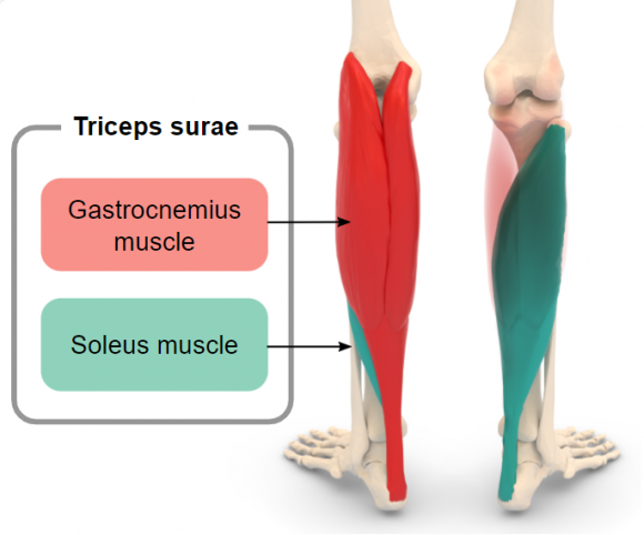 Тренуйте цей м'яз для підтримання стабільного рівня цукру в крові - 2 изображение